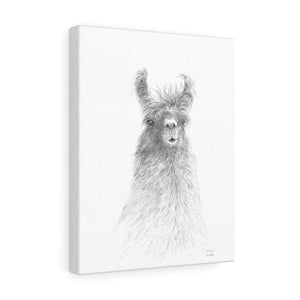FRANCINE Llama - Art Canvas