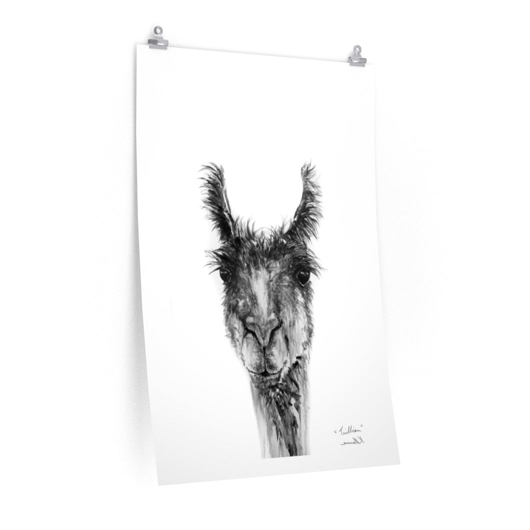 TRILLIAN Llama- Art Paper Print