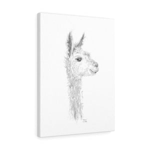 MADISON Llama - Art Canvas