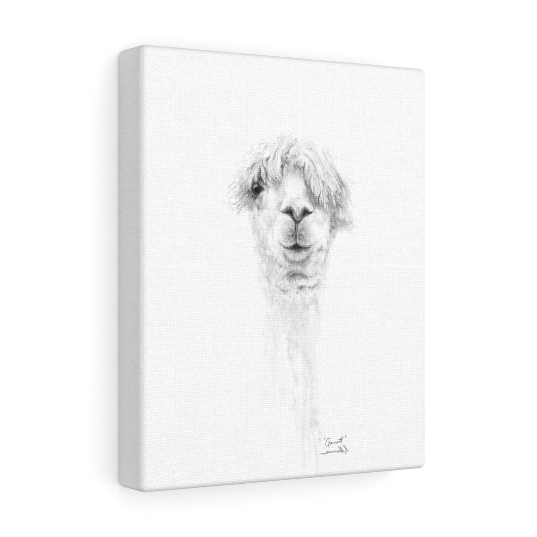 GARRETT Llama - Art Canvas