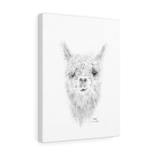 STELLA Llama - Art Canvas