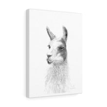 KRISTA Llama - Art Canvas