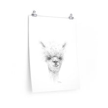 FISCHER Llama- Art Paper Print