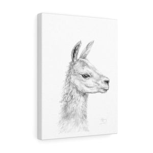 TIFFIANY Llama - Art Canvas