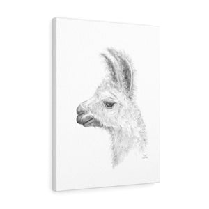 EZRA Llama - Art Canvas