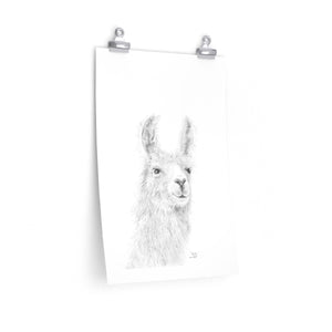 BAILEY Llama- Art Paper Print