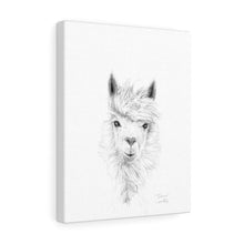 DIANE Llama - Art Canvas