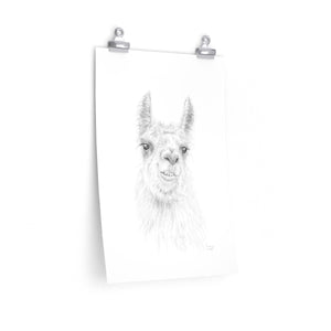 COURTNEY Llama- Art Paper Print