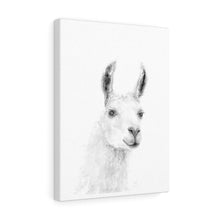 JILL Llama - Art Canvas