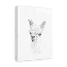 ZOE Llama - Art Canvas