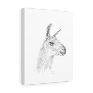 SHELIA Llama - Art Canvas