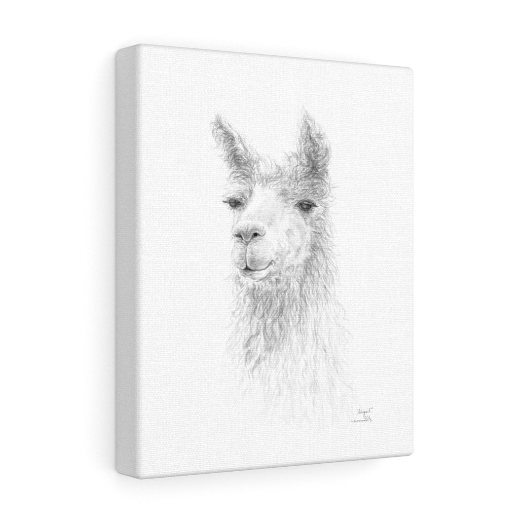 ABIGAIL Llama - Art Canvas