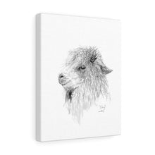 KELSEY Llama - Art Canvas