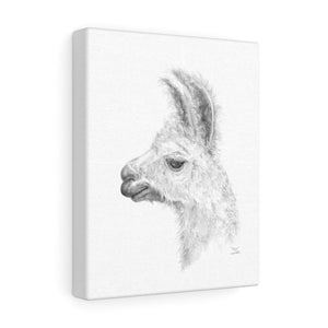 EZRA Llama - Art Canvas