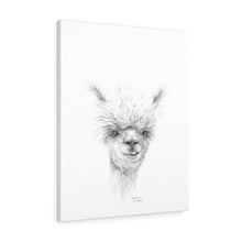 FISCHER Llama - Art Canvas