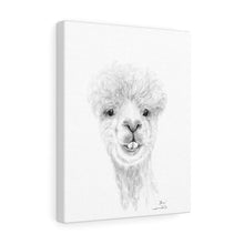 SHAN Llama - Art Canvas