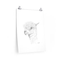 TIMOTHY Llama- Art Paper Print