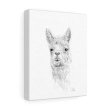 CARI Llama - Art Canvas