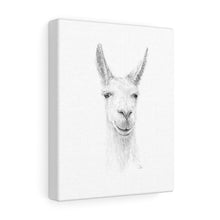 IAN Llama - Art Canvas