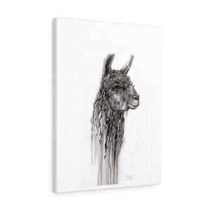 CHARLENE Llama - Art Canvas