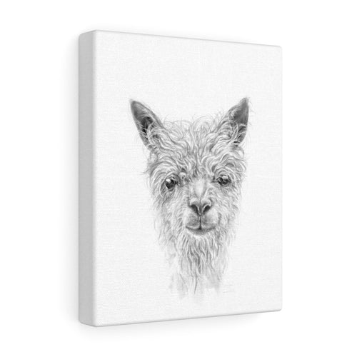 SAWYER Llama - Art Canvas