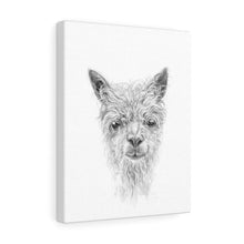 SAWYER Llama - Art Canvas