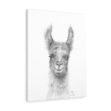 KELLY Llama - Art Canvas