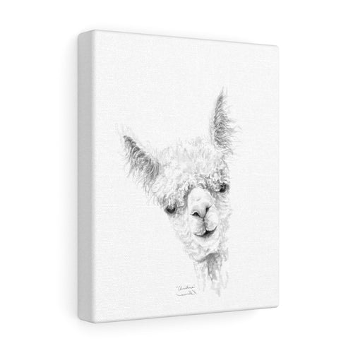 CHRISTINA Llama - Art Canvas