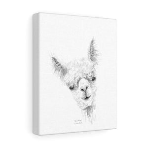 CHRISTINA Llama - Art Canvas