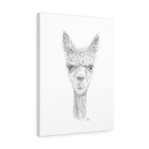 STEPHEN Llama - Art Canvas