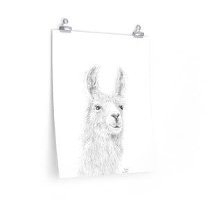 BAILEY Llama- Art Paper Print