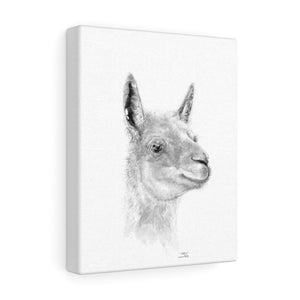 TATUM - Llama Canvas