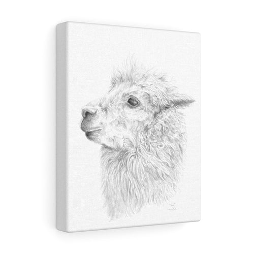 VERA Llama - Art Canvas