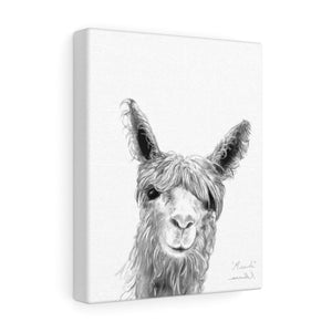 MIRANDA Llama - Art Canvas