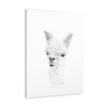 ZOE Llama - Art Canvas