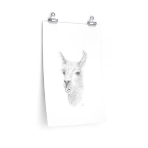 SHAUN Llama- Art Paper Print