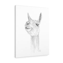 DAVYN Llama - Art Canvas