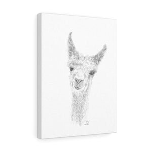 HALEY Llama - Art Canvas