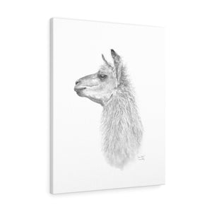 JUAN PABLO Llama - Art Canvas