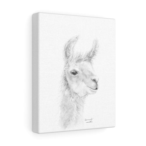 SAVANNAH Llama - Art Canvas