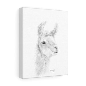 SAVANNAH Llama - Art Canvas