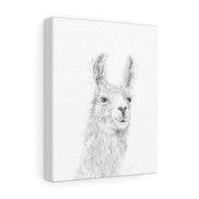 BAILEY Llama - Art Canvas