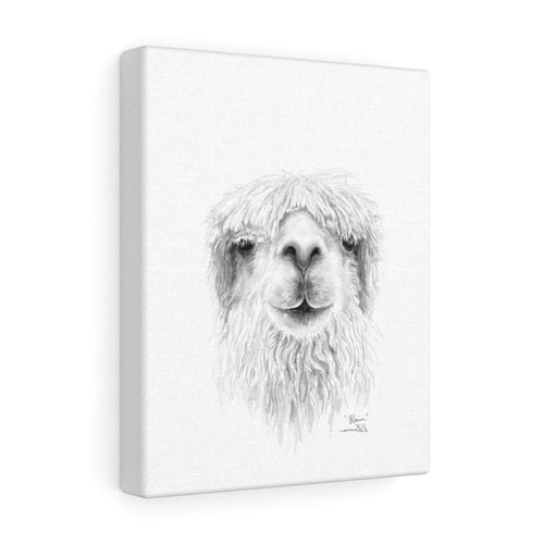 BLAIN Llama - Art Canvas