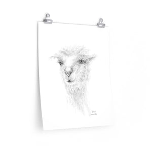 ASHER Llama- Art Paper Print