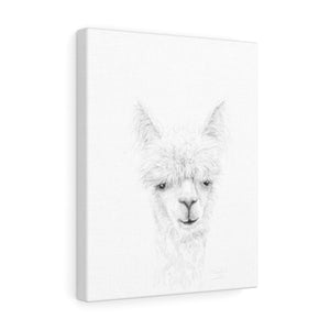 PHOEBE Llama - Art Canvas