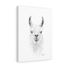 THOMAS Llama - Art Canvas