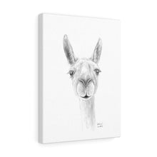 ADDISON Llama- Art Canvas