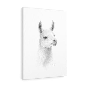 JOUNEER Llama - Art Canvas