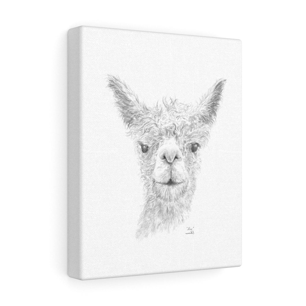 Alex Llama - Art Canvas