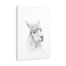 SHANNON Llama - Art Canvas